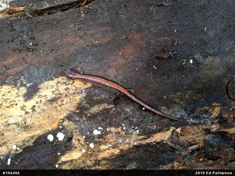 Eastern Red-backed  Salamander