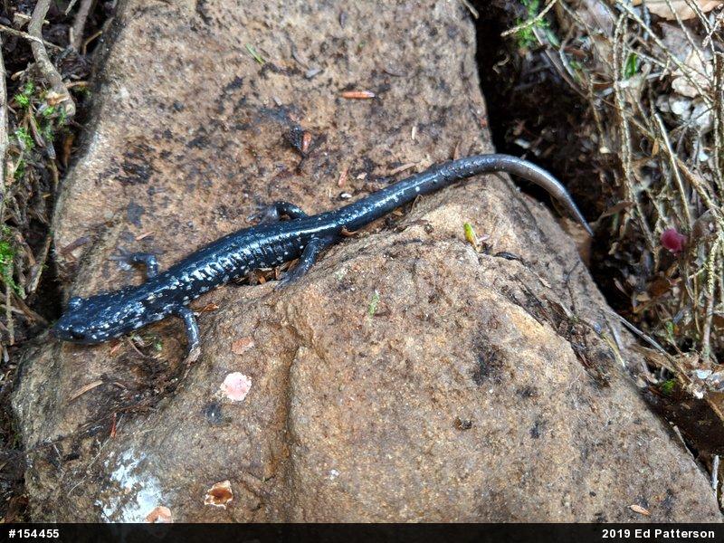 Northern Slimy Salamander
