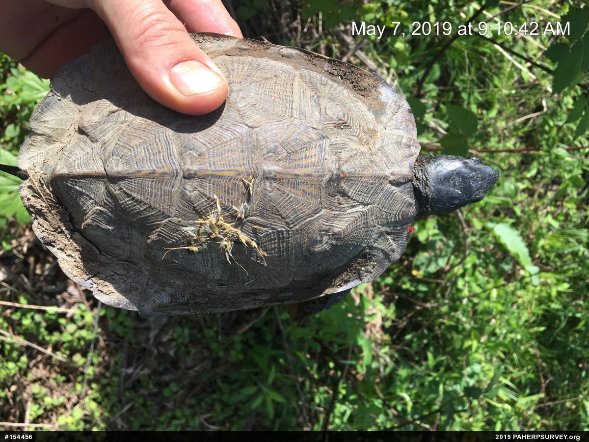 Wood Turtle