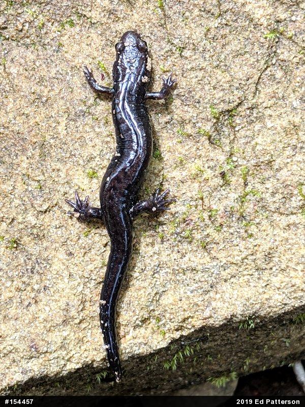 Allegheny Mountain Dusky Salamander
