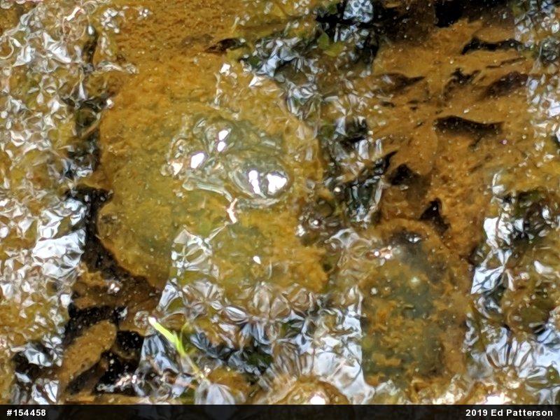 Spotted Salamander