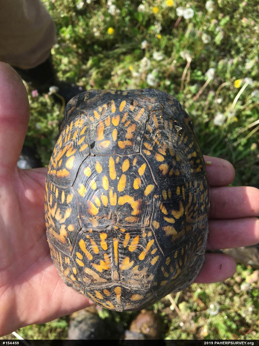 Eastern Box Turtle