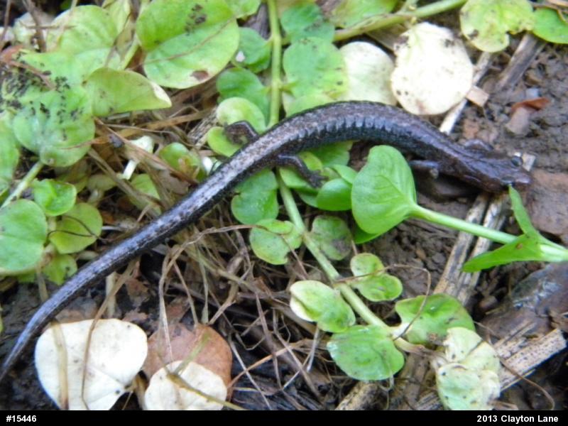 Eastern Red-backed  Salamander