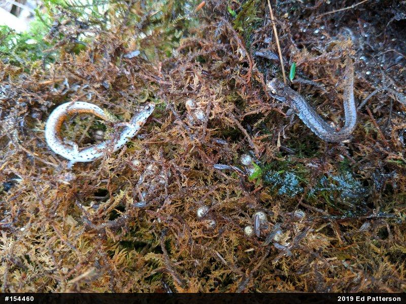 Four-toed Salamander