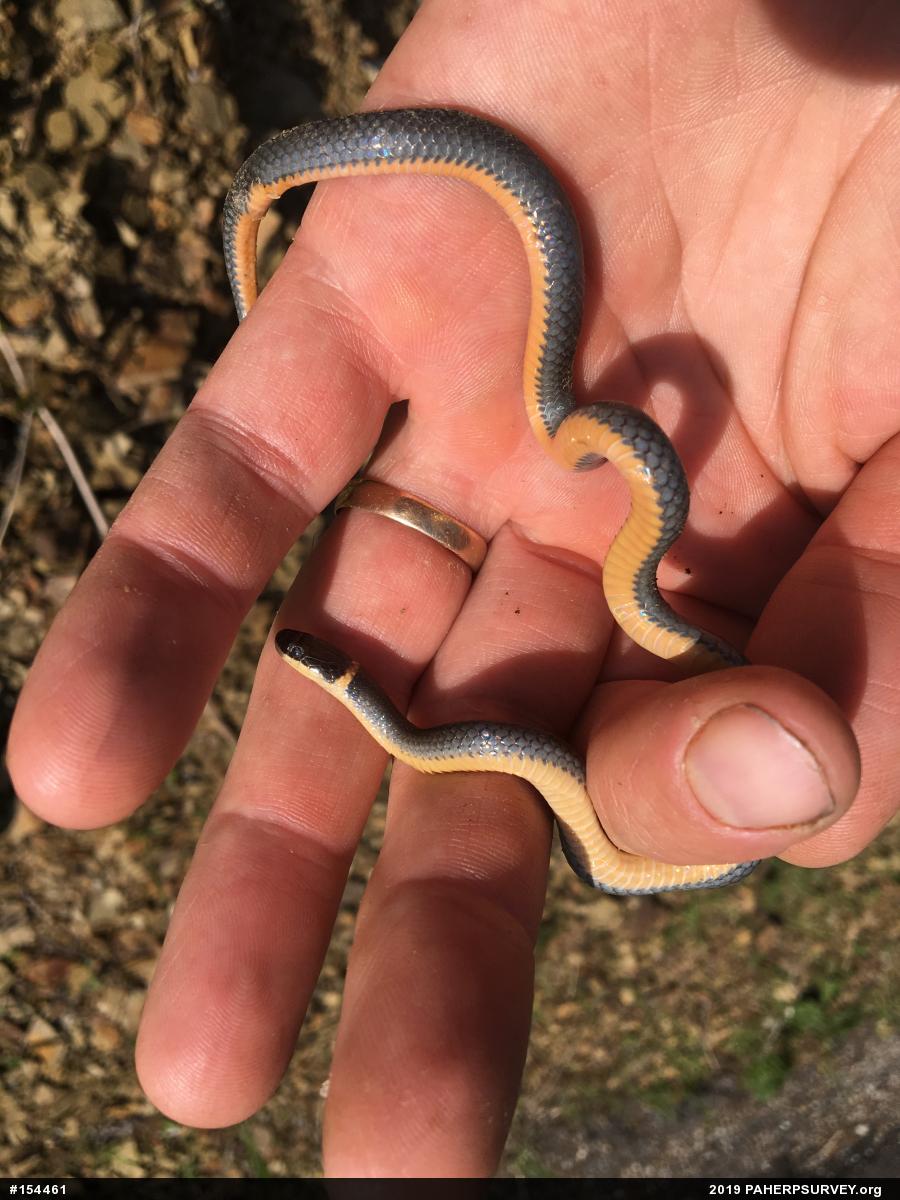 Northern Ring-necked Snake