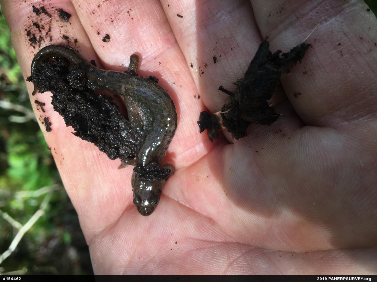 Northern Dusky Salamander