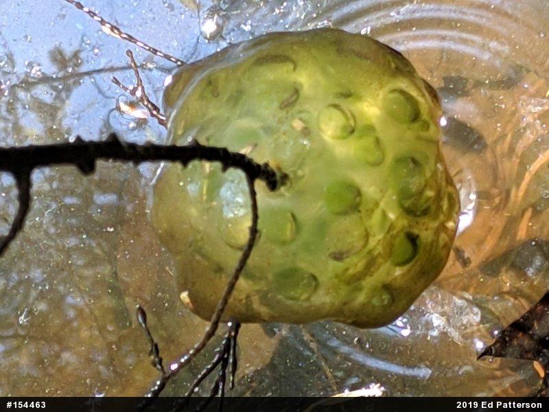 Spotted Salamander