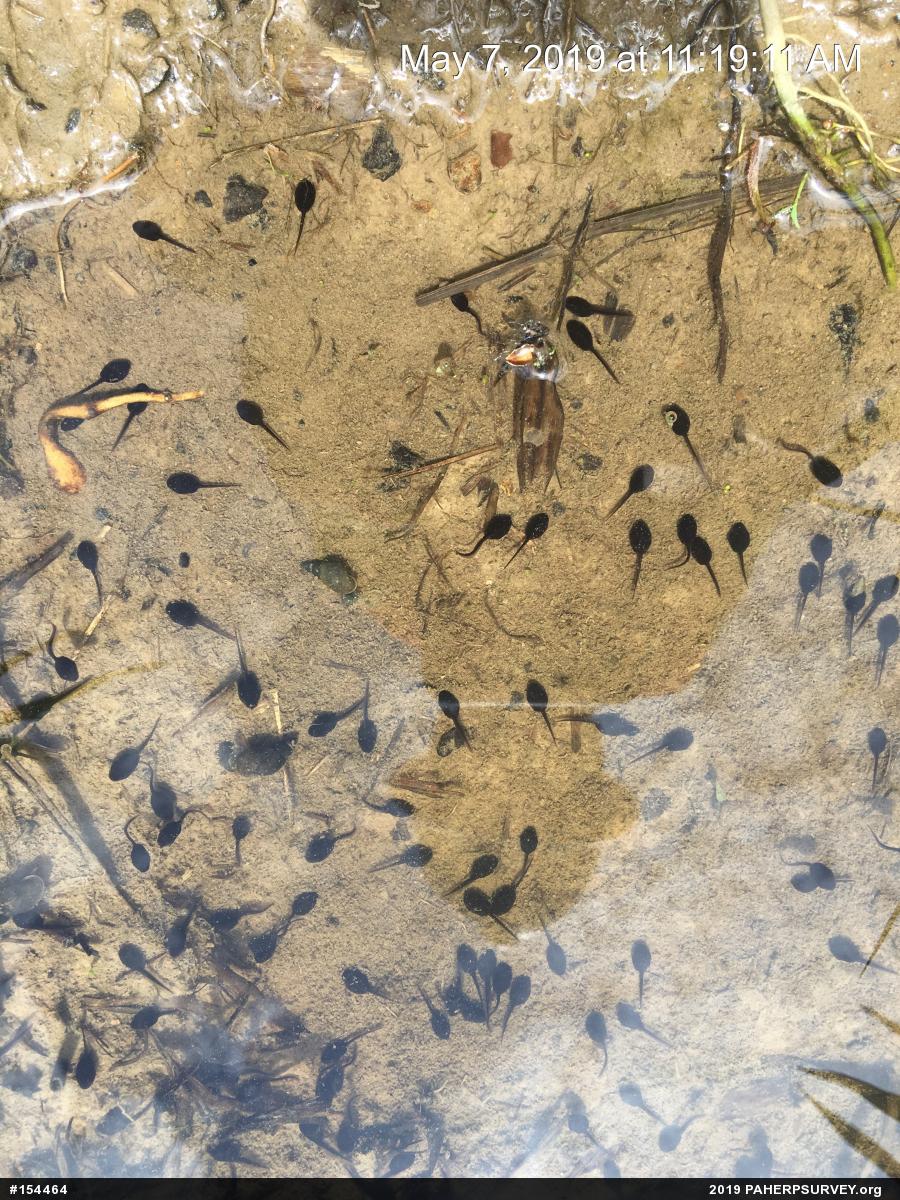 Wood Frog