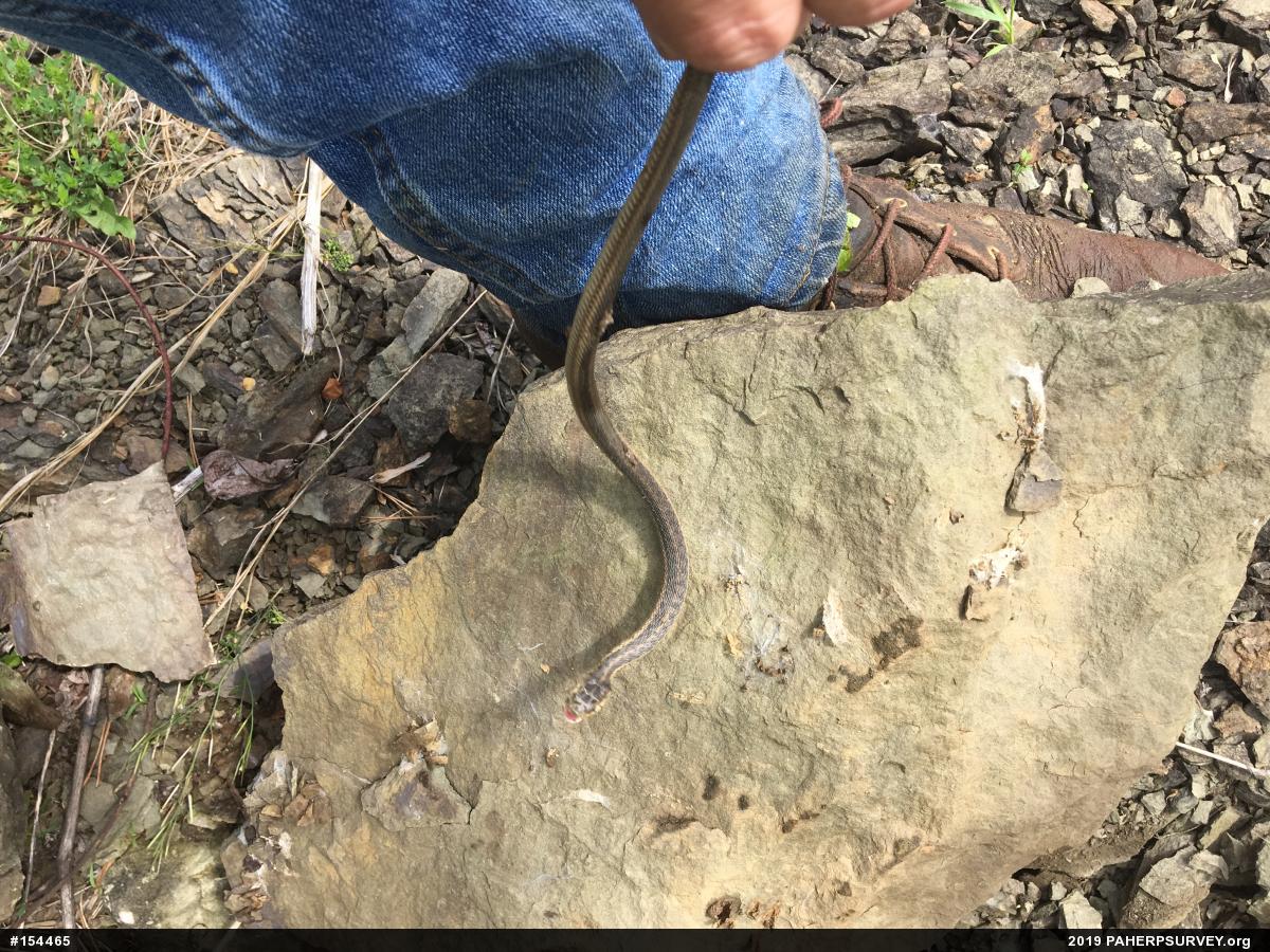 Eastern Gartersnake