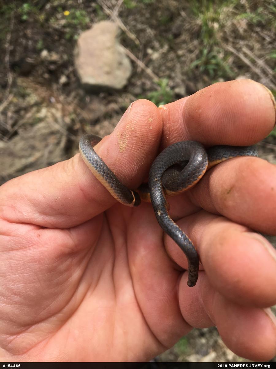 Northern Ring-necked Snake