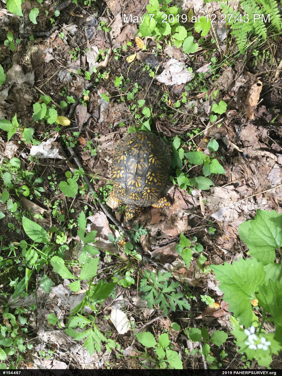 Eastern Box Turtle