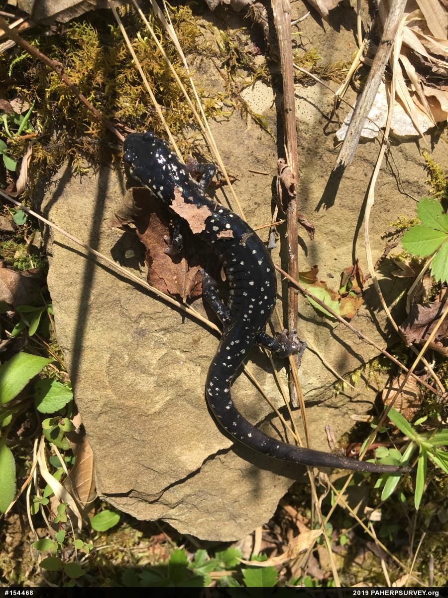 Northern Slimy Salamander