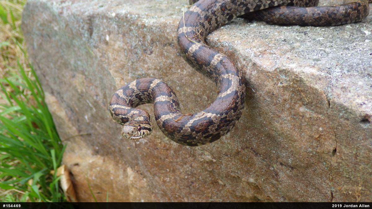 Eastern Milksnake