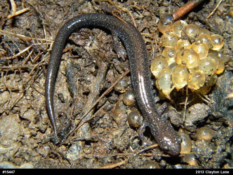 Eastern Red-backed  Salamander