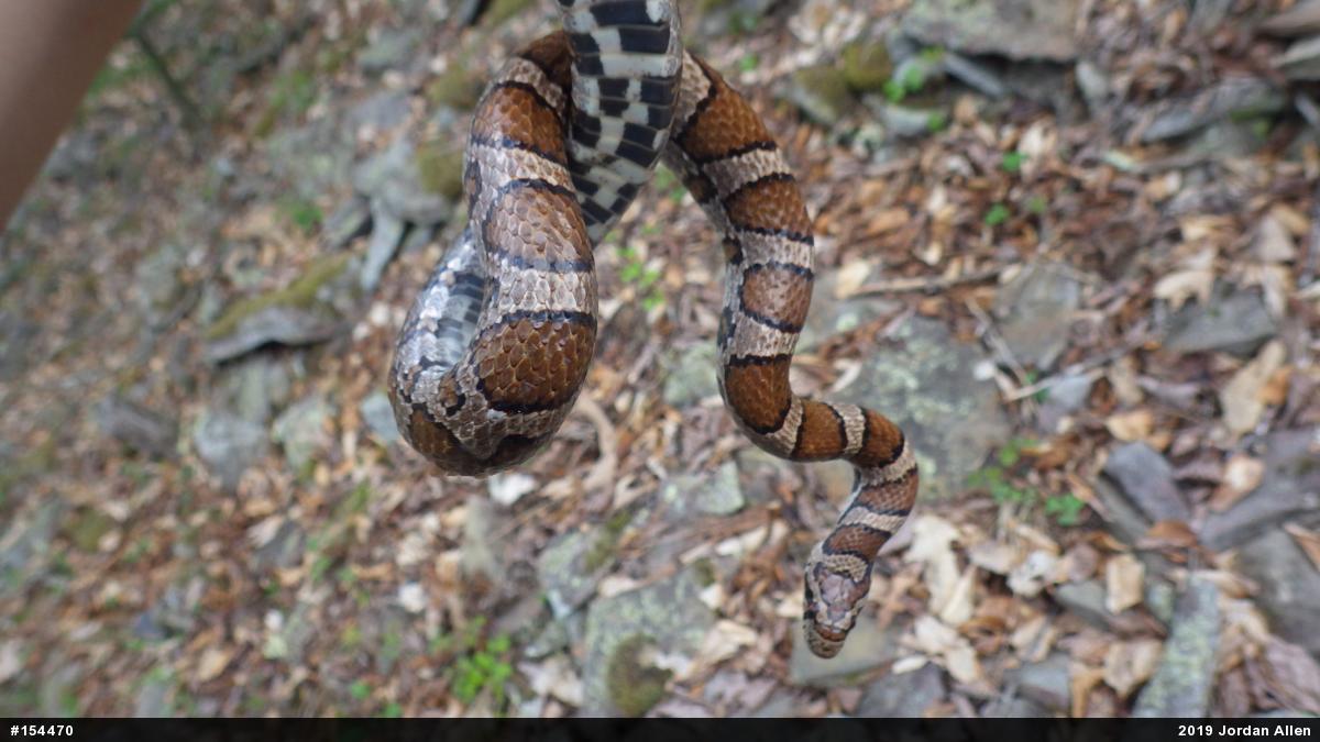Eastern Milksnake