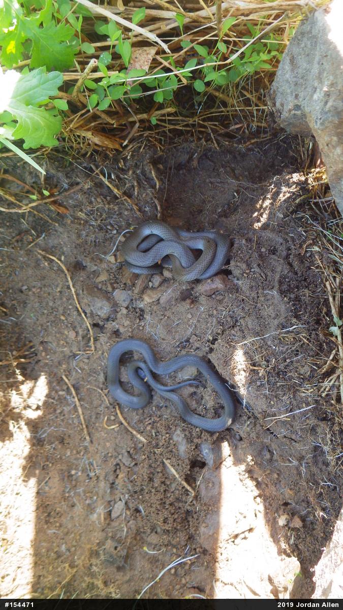 Northern Ring-necked Snake