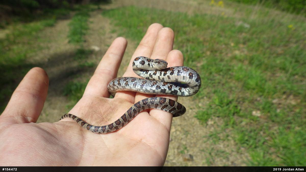 Eastern Milksnake