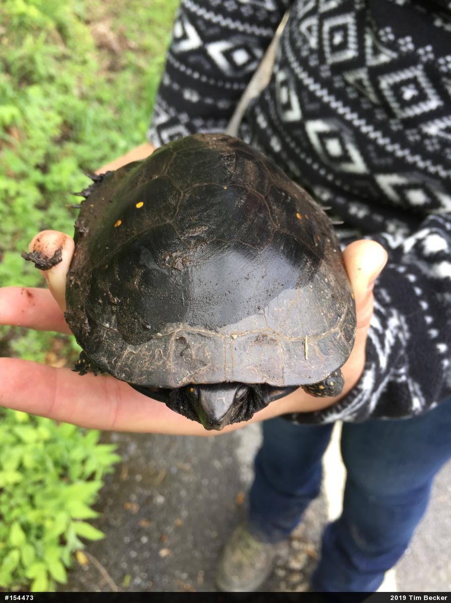 Spotted Turtle