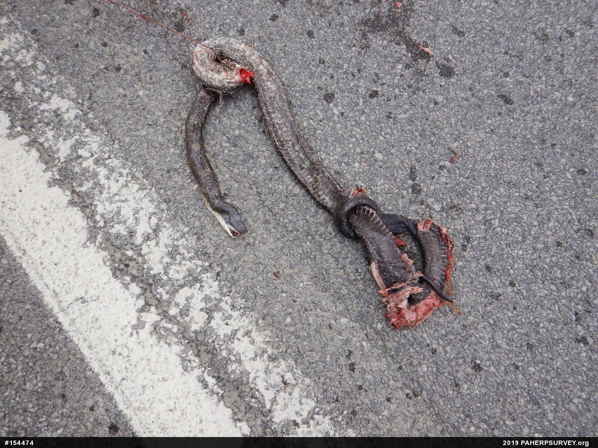 Eastern Ratsnake