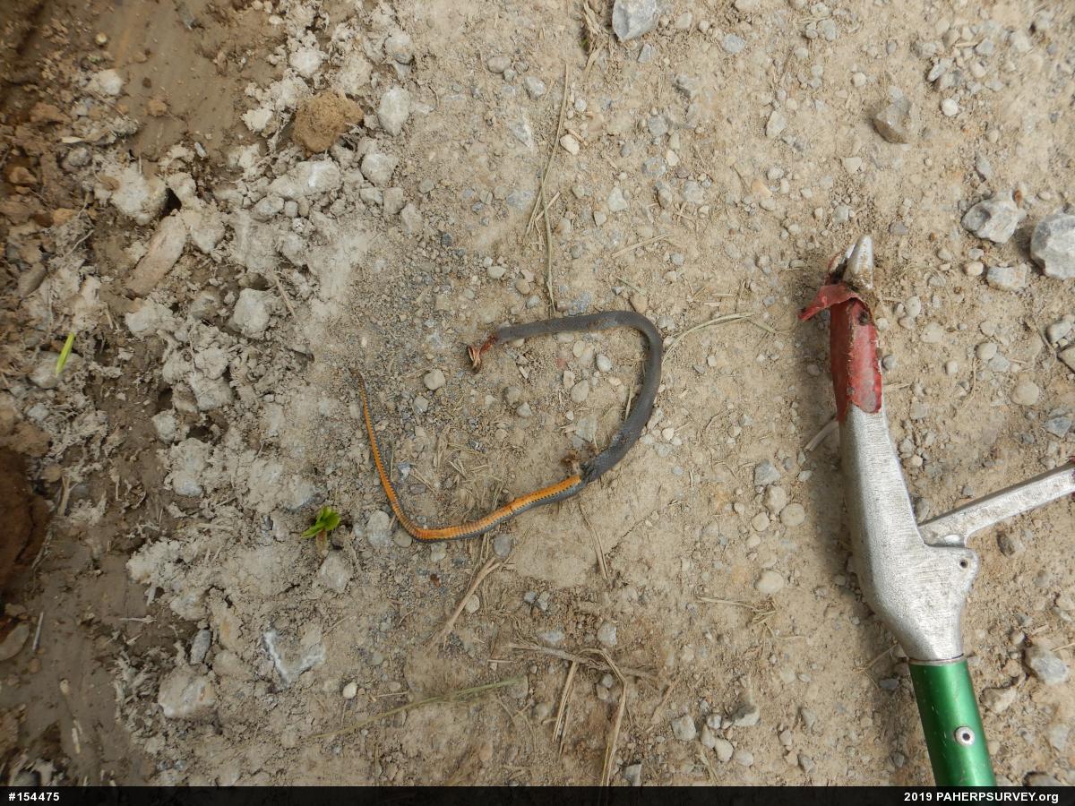 Northern Ring-necked Snake