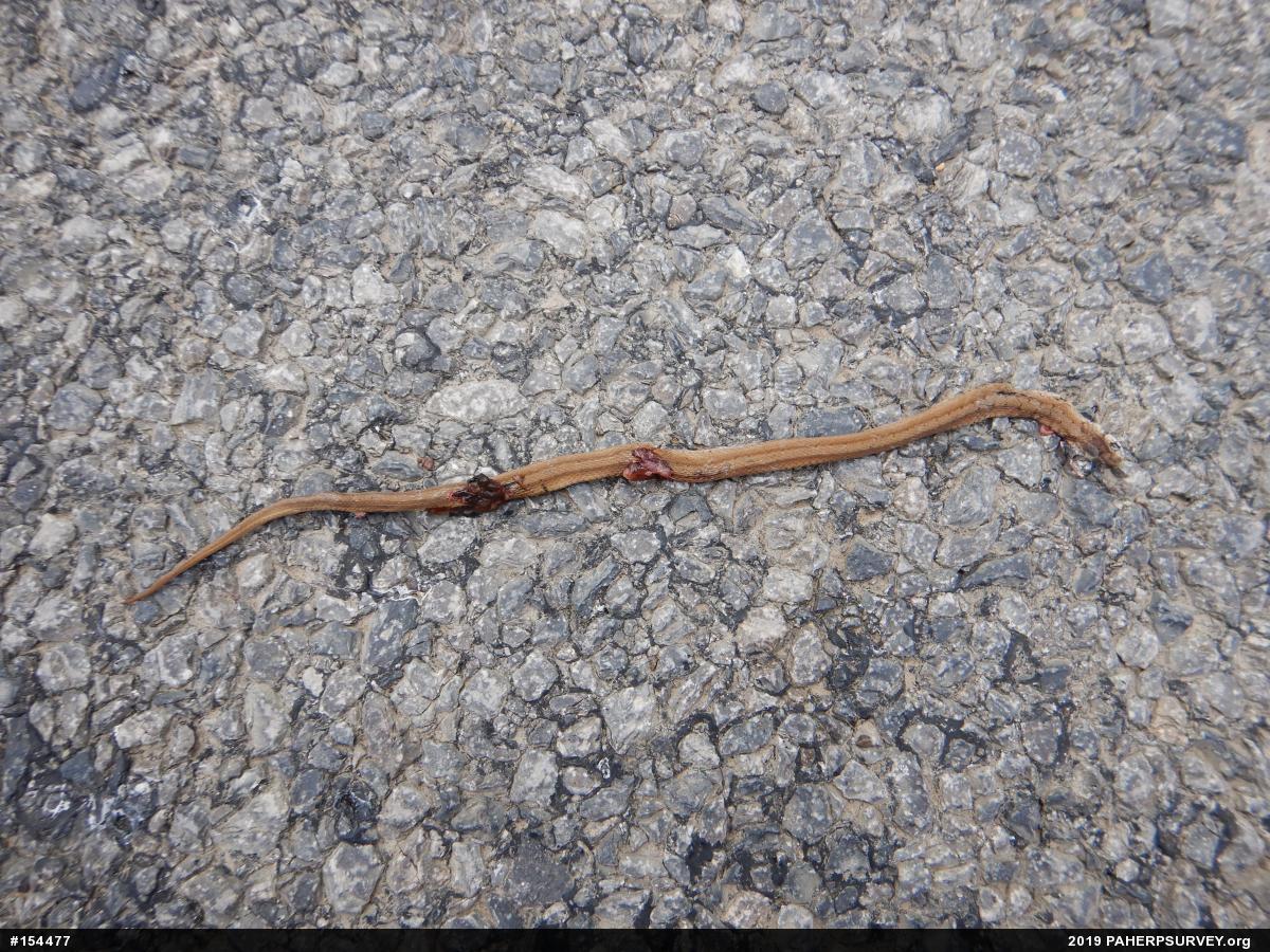 Dekay's Brownsnake