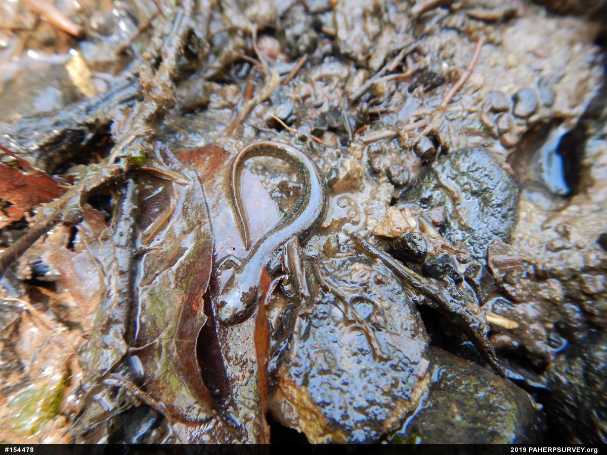 Northern Dusky Salamander