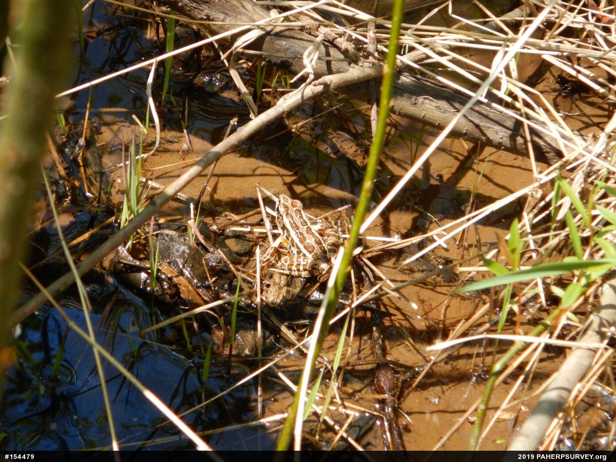 Pickerel Frog