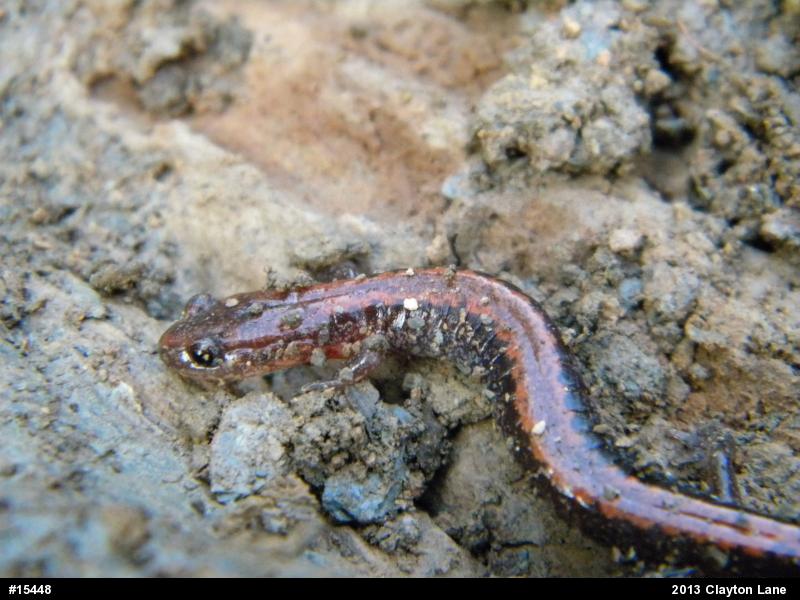 Eastern Red-backed  Salamander