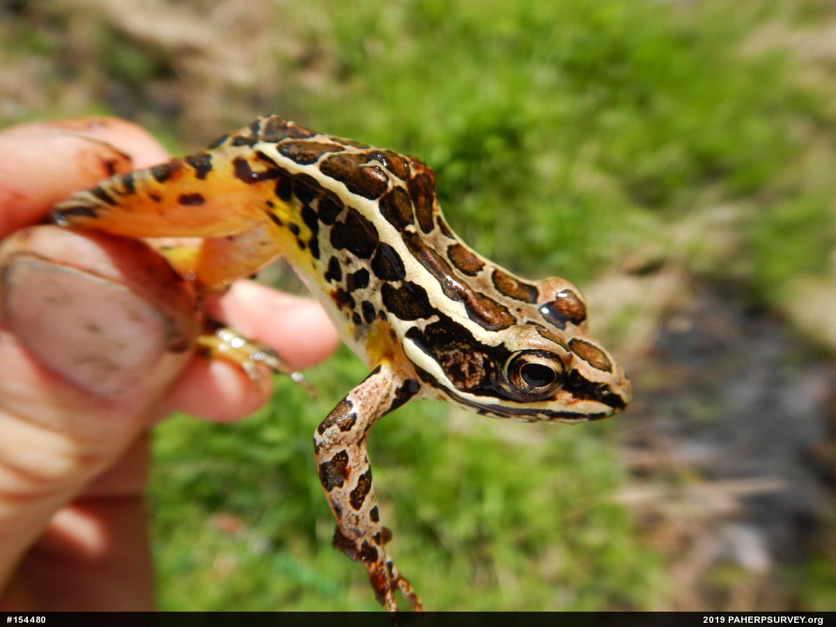 Pickerel Frog