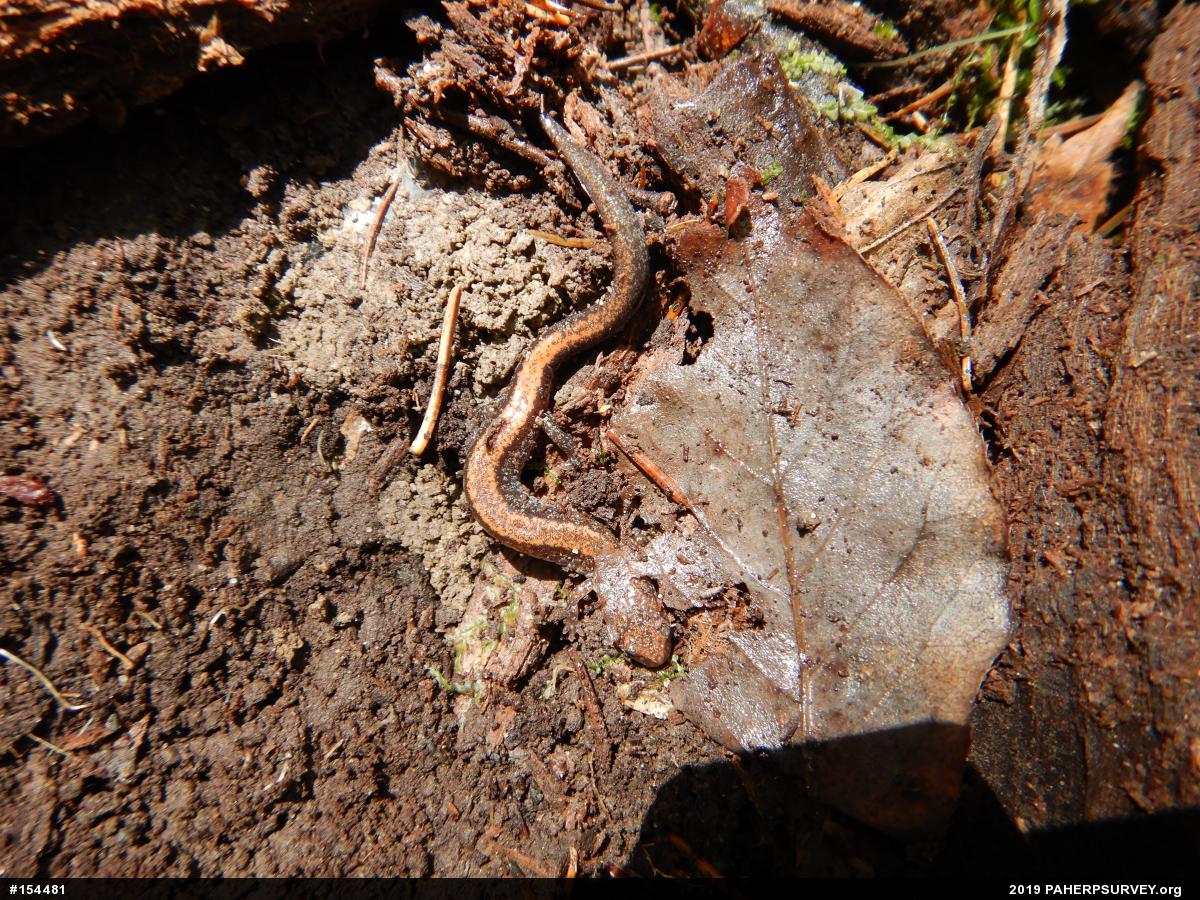 Eastern Red-backed  Salamander