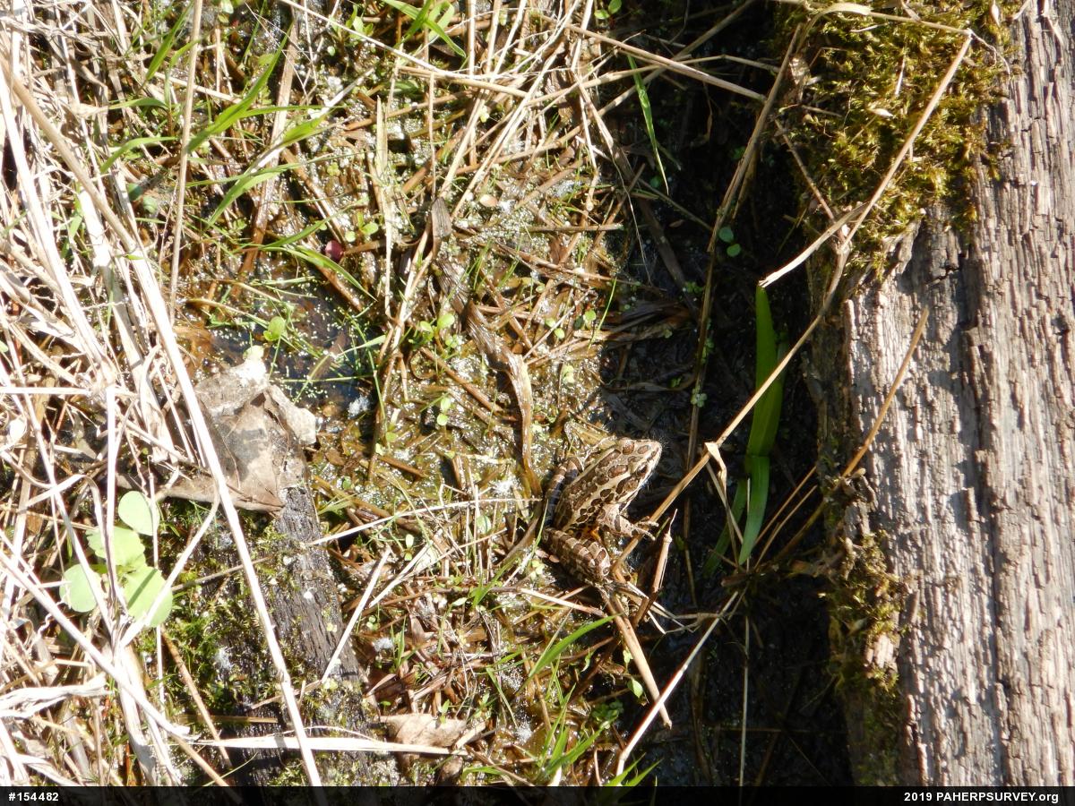 Pickerel Frog