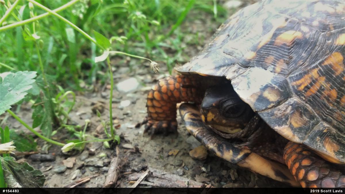 Eastern Box Turtle