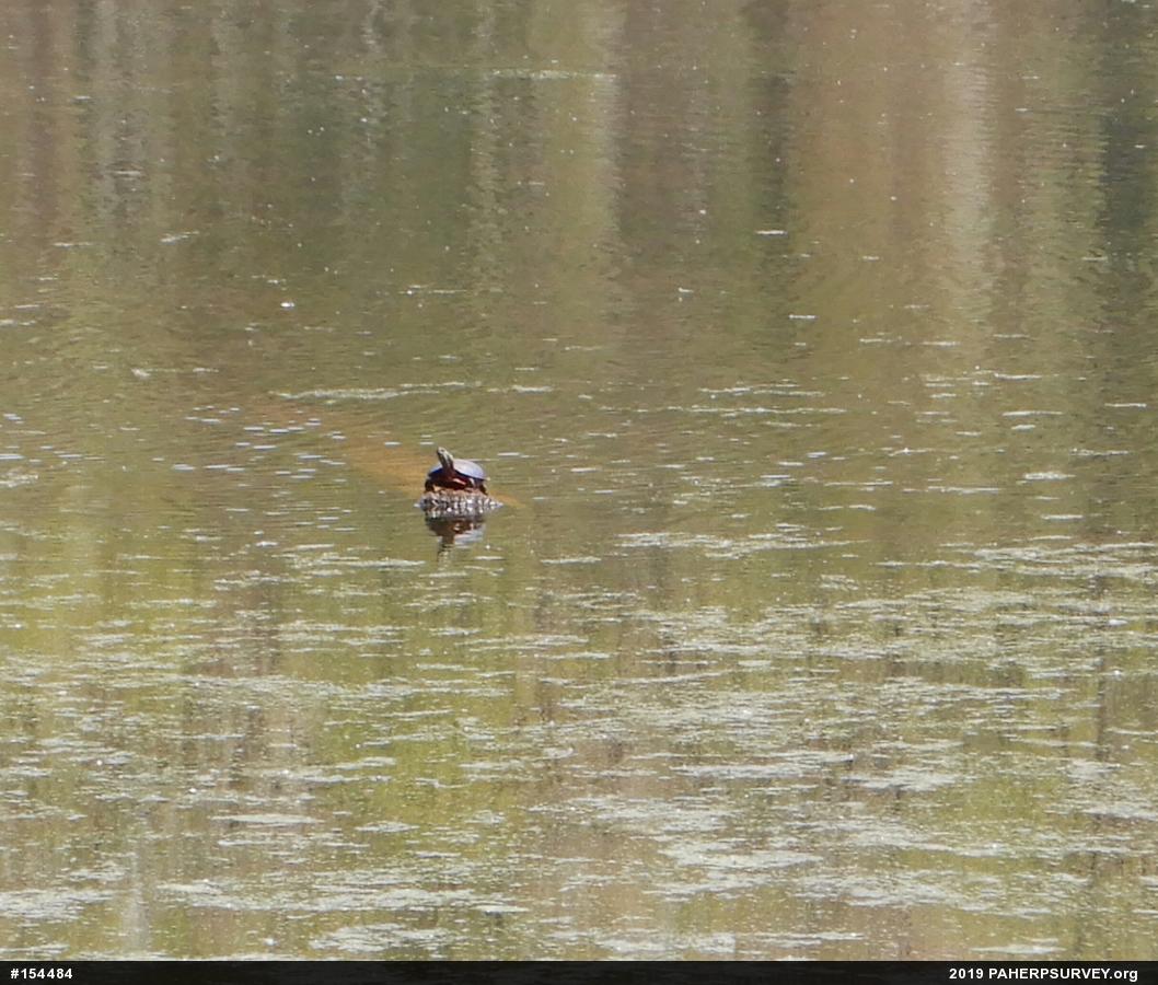 Painted Turtle