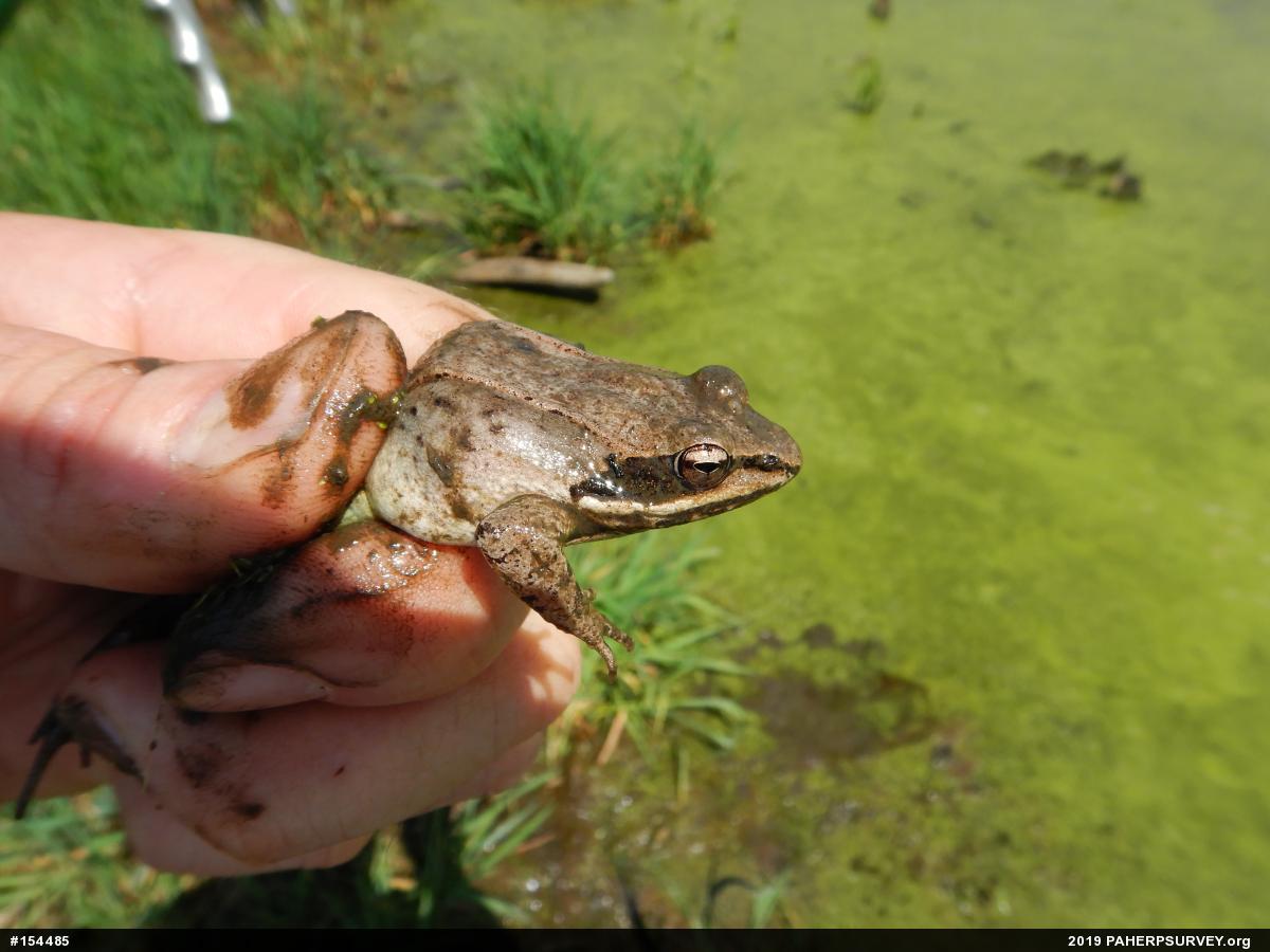 Wood Frog