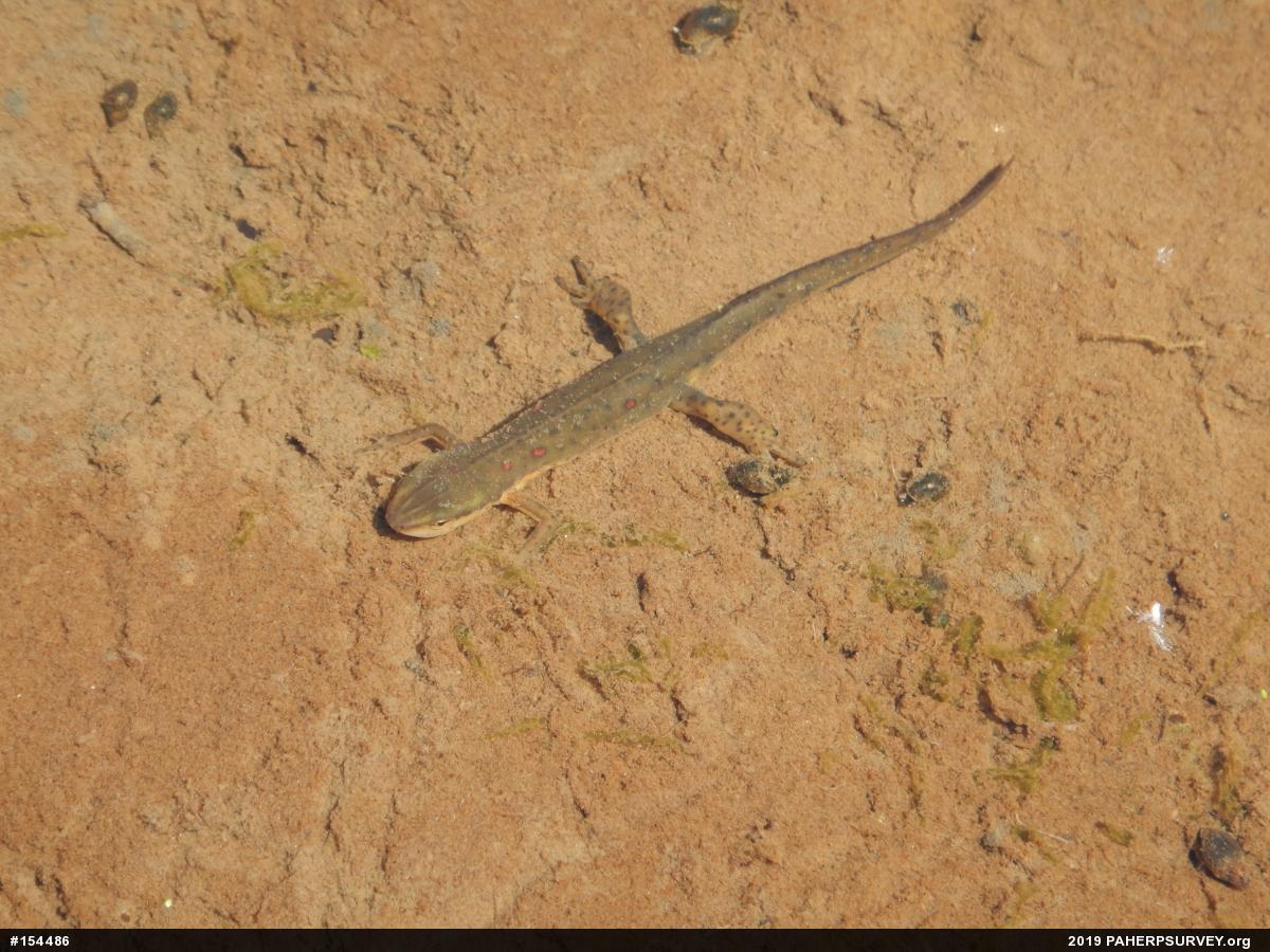 Red-spotted Newt