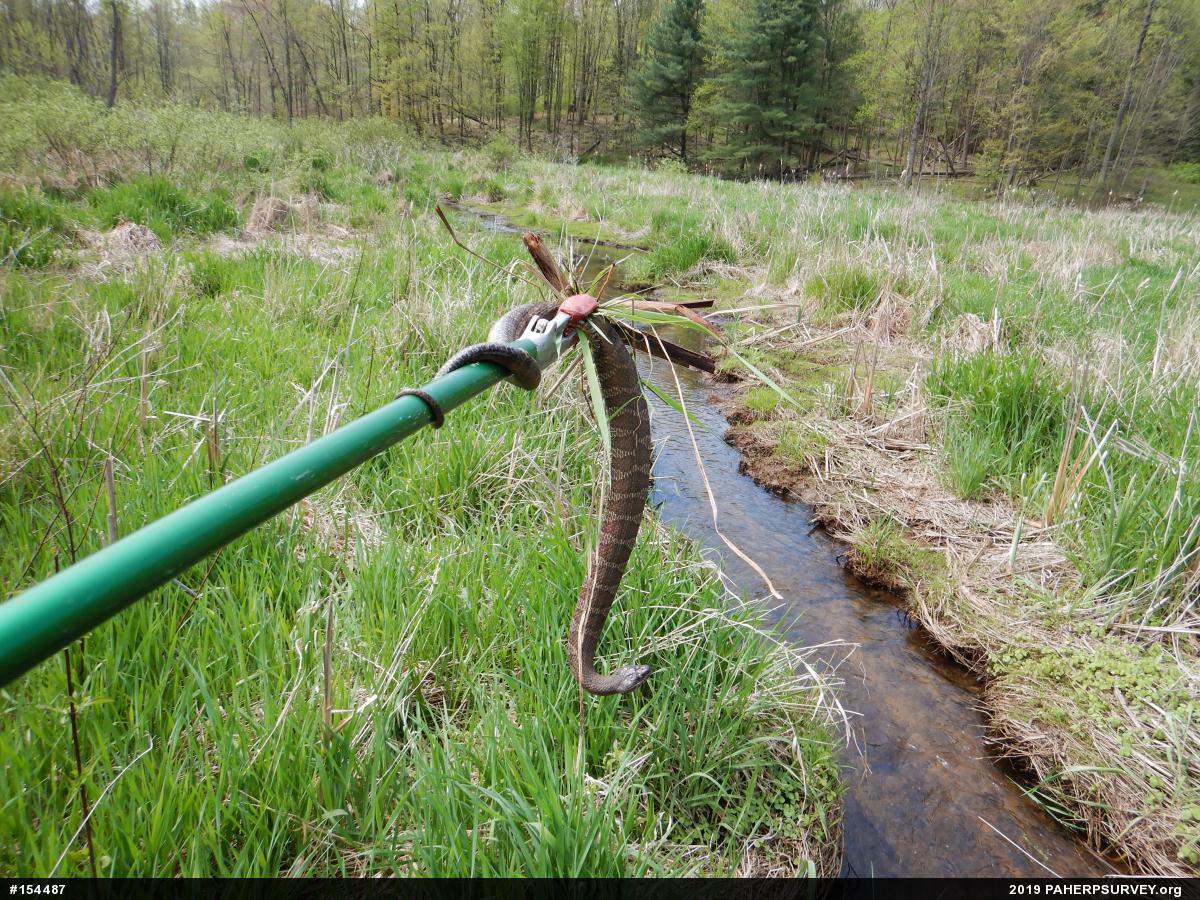 Northern Watersnake