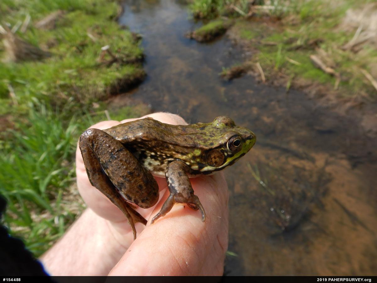 Green Frog
