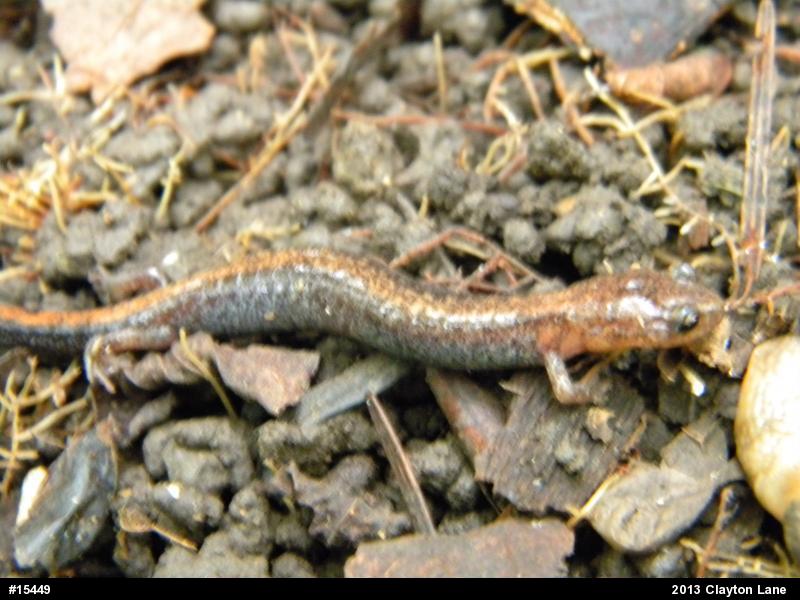 Eastern Red-backed  Salamander