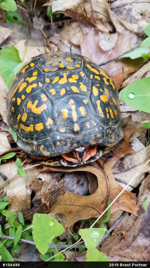 Eastern Box Turtle