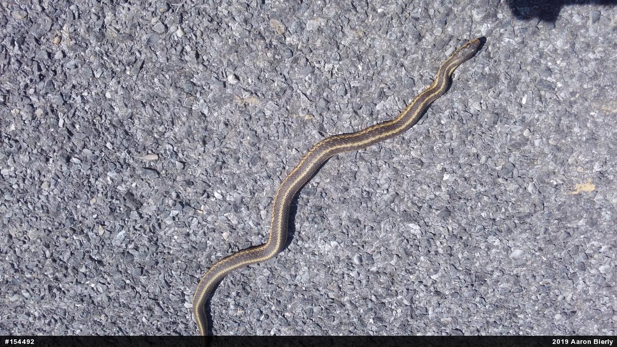 Eastern Gartersnake