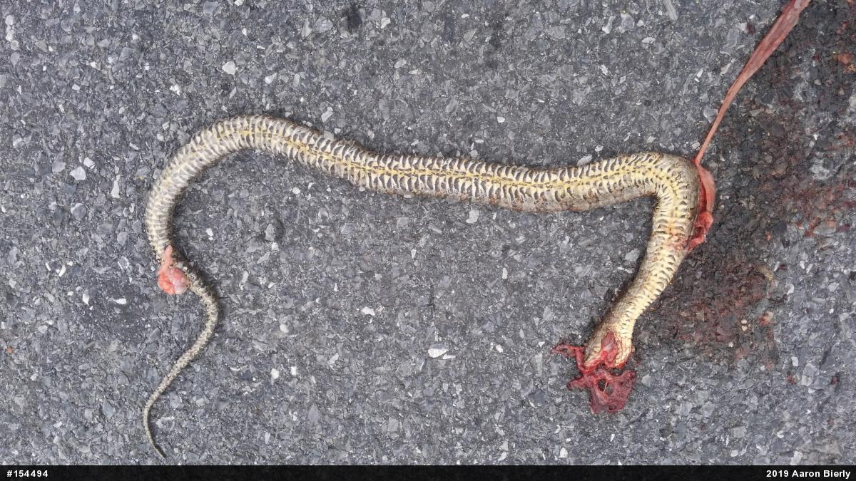 Northern Watersnake