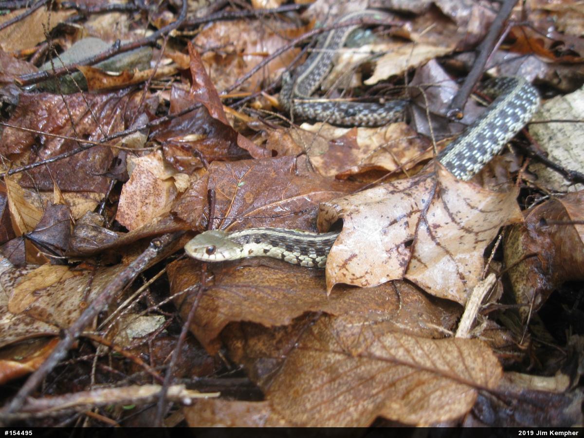 Eastern Gartersnake