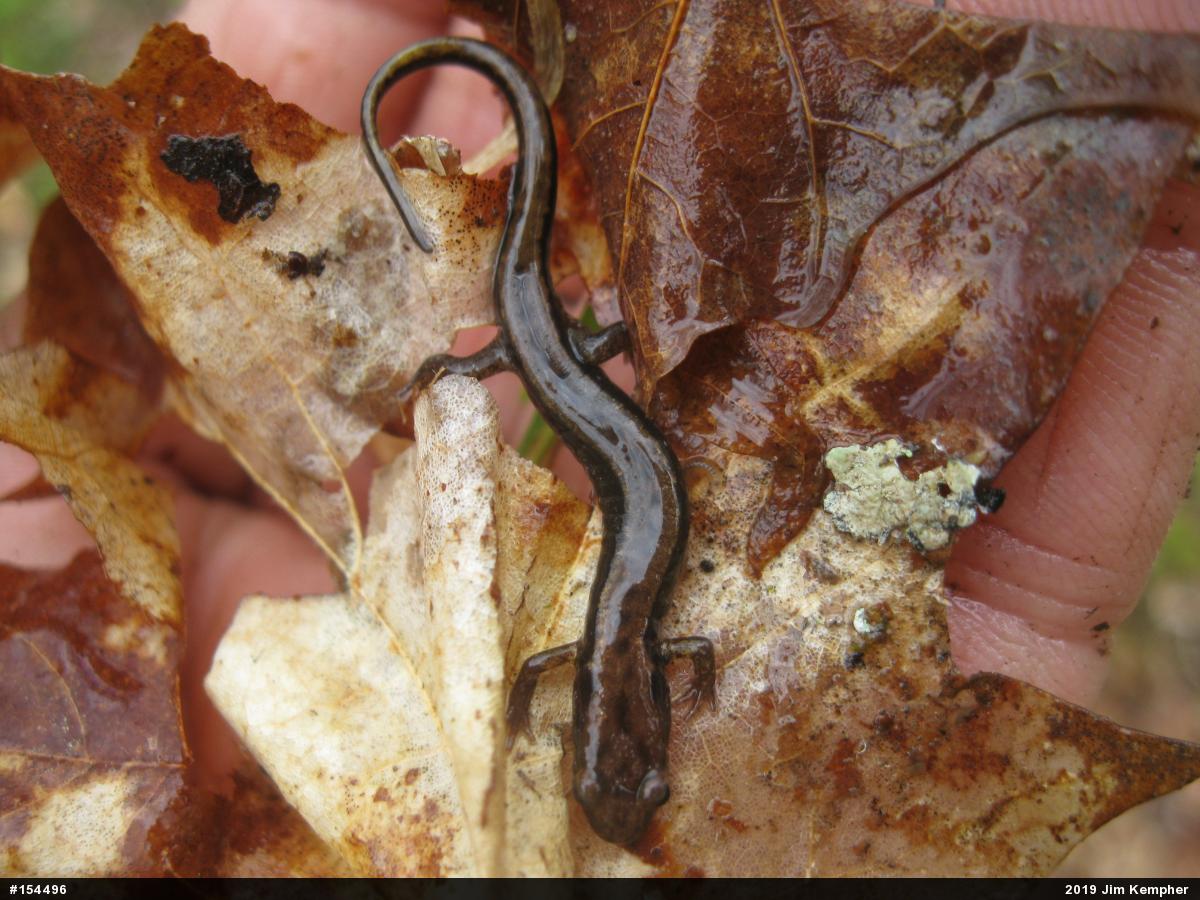 Allegheny Mountain Dusky Salamander