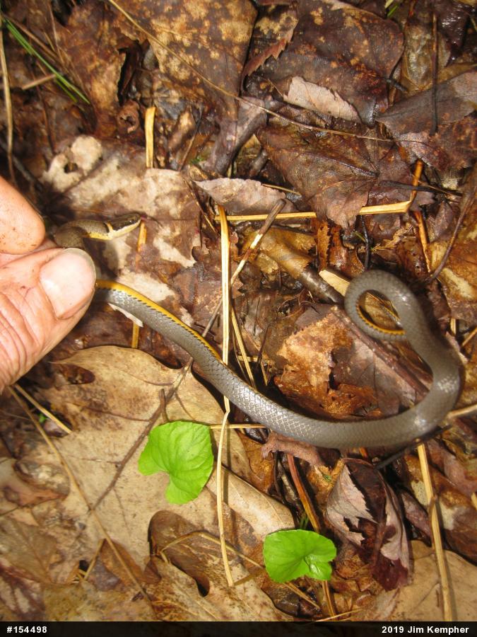Northern Ring-necked Snake