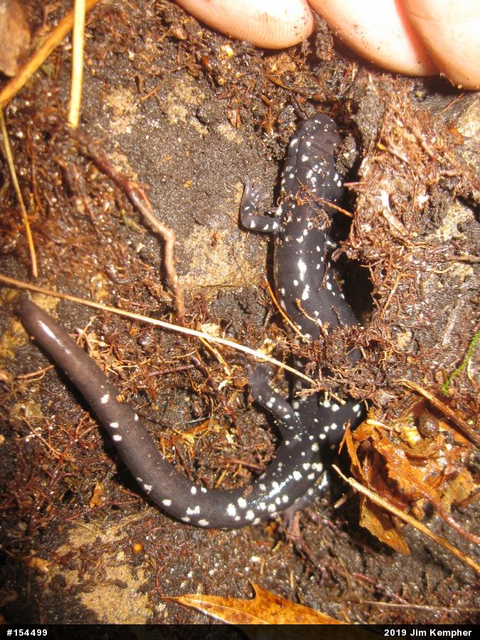 Northern Slimy Salamander