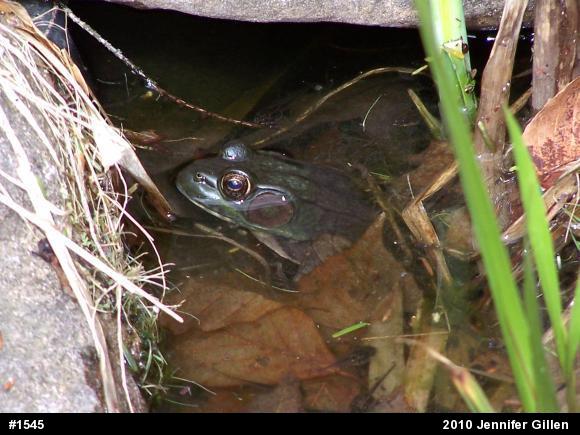 Green Frog