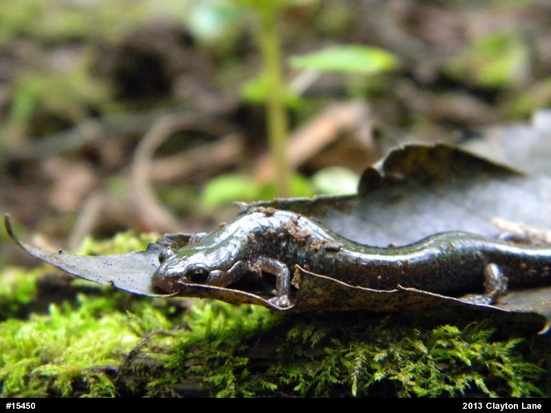 Eastern Red-backed  Salamander