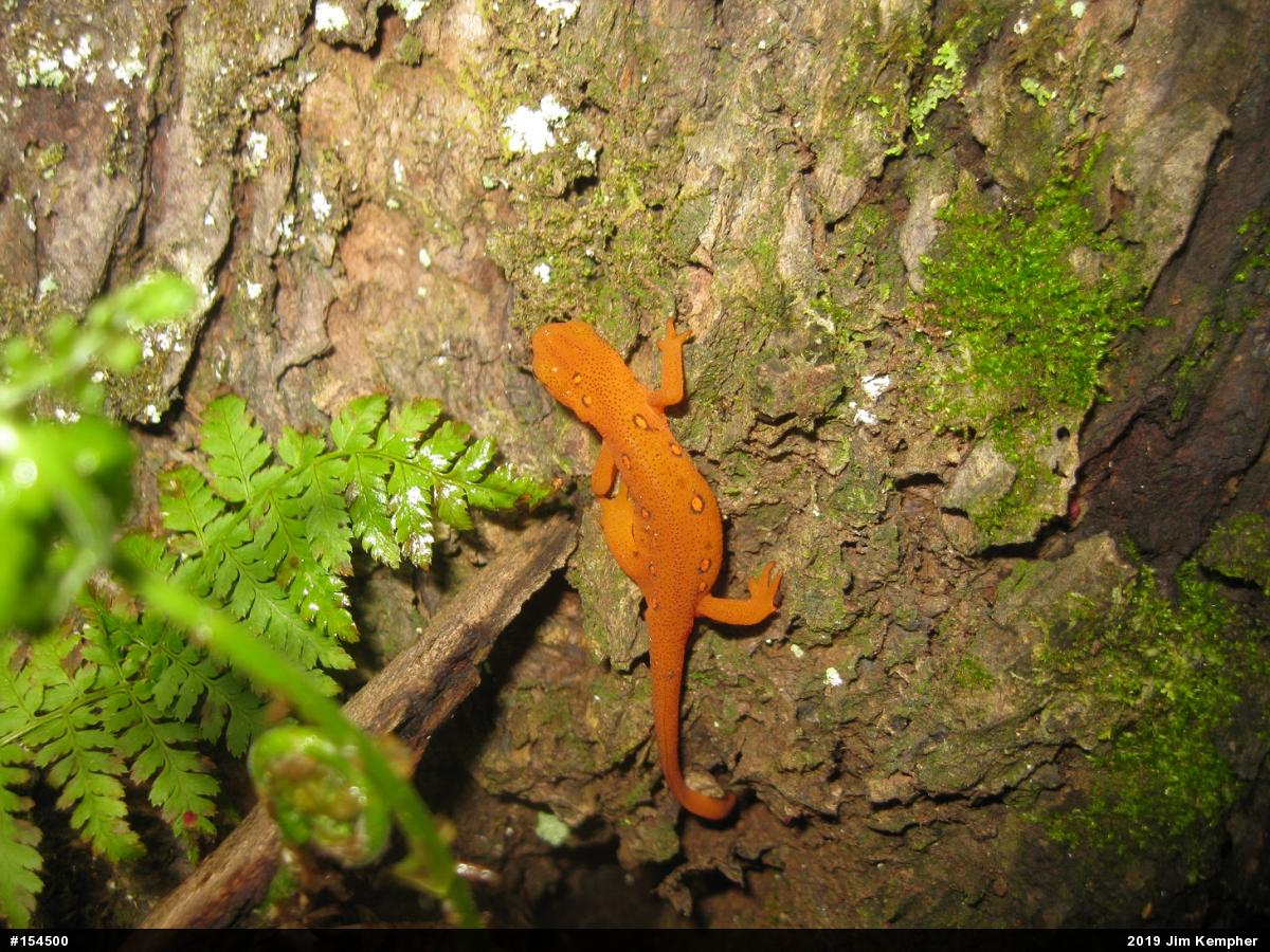 Red-spotted Newt
