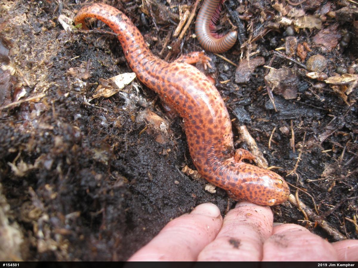 Northern Red Salamander