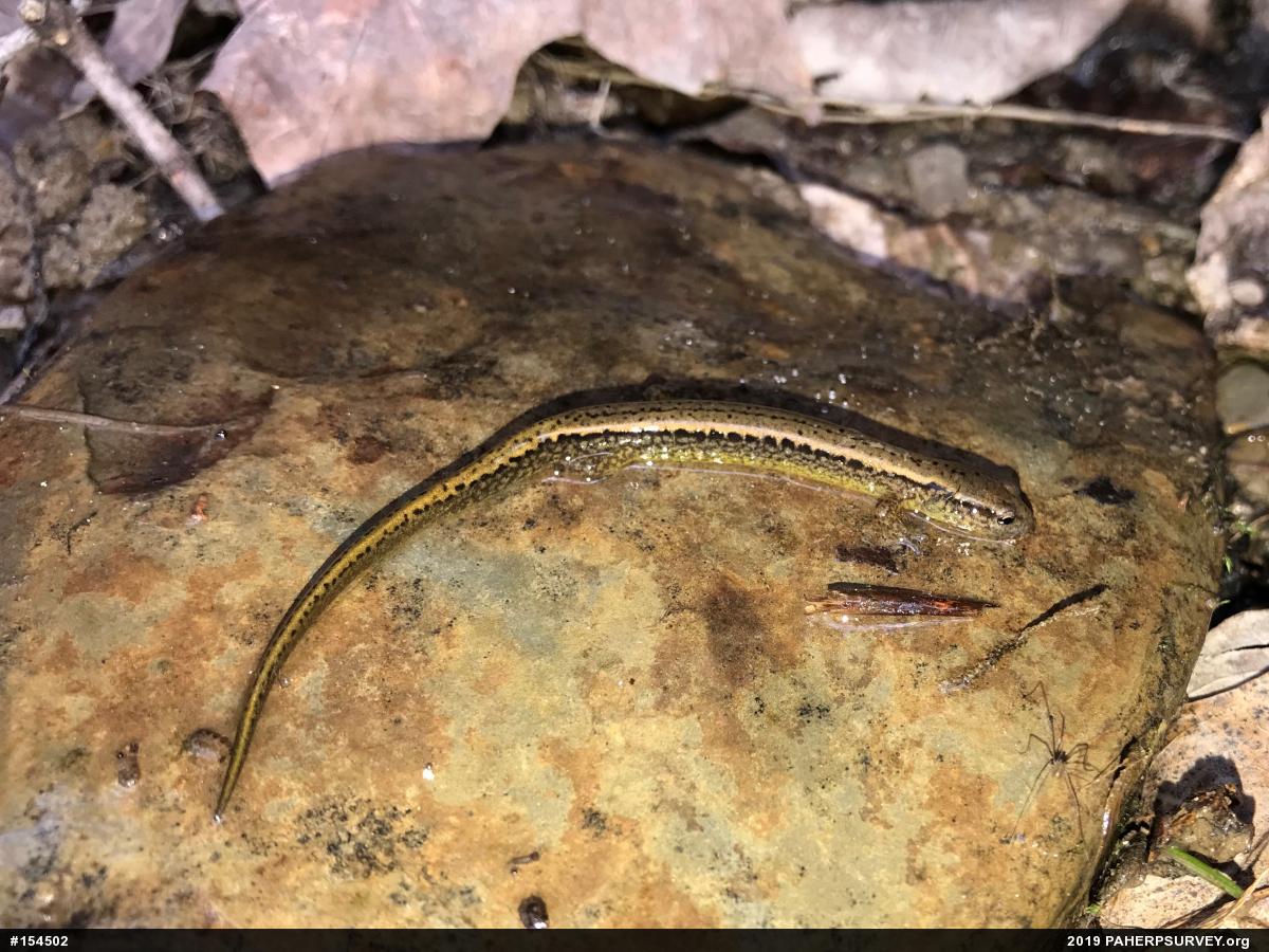 Northern Two-lined Salamander